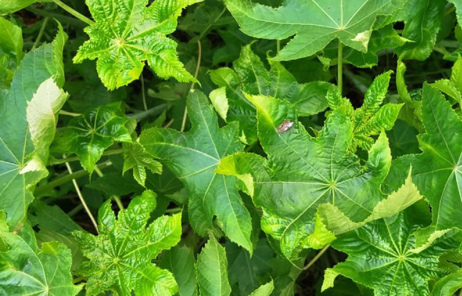 5-Benefits-of-Castor-leaf-for-the-Body