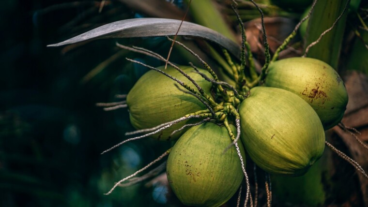 Is coconut water good for breastfeeding
