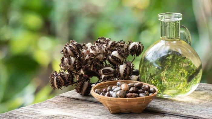5 Incredible Health Benefits of Castor Oil for Toddlers